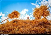 برداشت گندم از مزارع شهرستان اهر‎