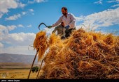 برداشت گندم از مزارع شهرستان اهر‎