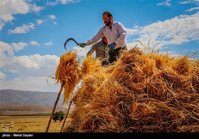 بالصور.. حصاد القمح فی حقول مدینة أهر شمال غرب إیران