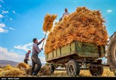 کاهش ناخالصی گندم به کمک طرح قیمت تضمینی در بورس کالا