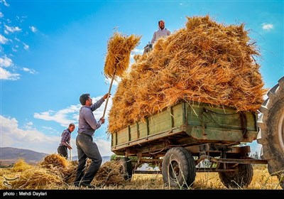 برداشت گندم از مزارع شهرستان اهر‎