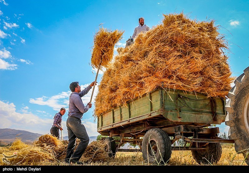 بجنورد|ناامیدی کشاورزان خراسان‌شمالی در پی پرداخت دیرهنگام «مطالبات خرید گندم»