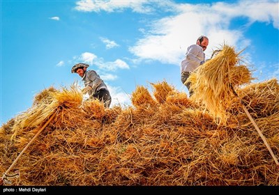 بالصور.. حصاد القمح فی حقول مدینة أهر شمال غرب إیران