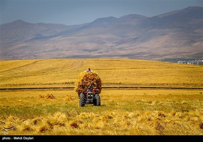 بالصور.. حصاد القمح فی حقول مدینة أهر شمال غرب إیران