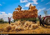 کاهش 143 هزار تنی تولید گندم در استان لرستان