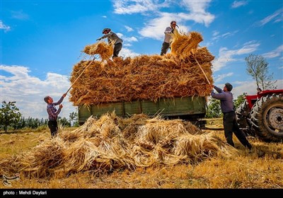 برداشت گندم از مزارع شهرستان اهر‎