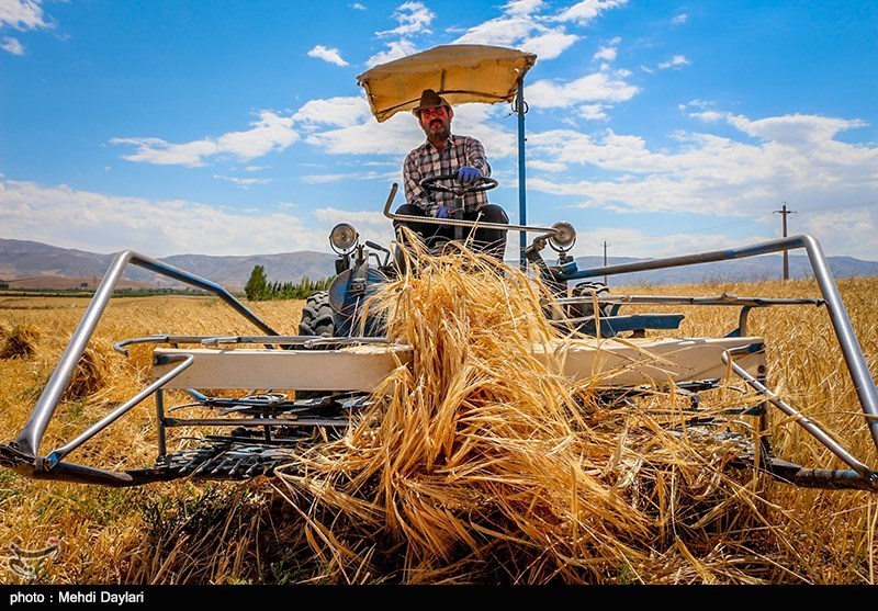تولید 651 هزار تن گندم در استان همدان پیش‌بینی شده است