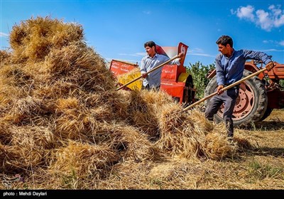 بالصور.. حصاد القمح فی حقول مدینة أهر شمال غرب إیران