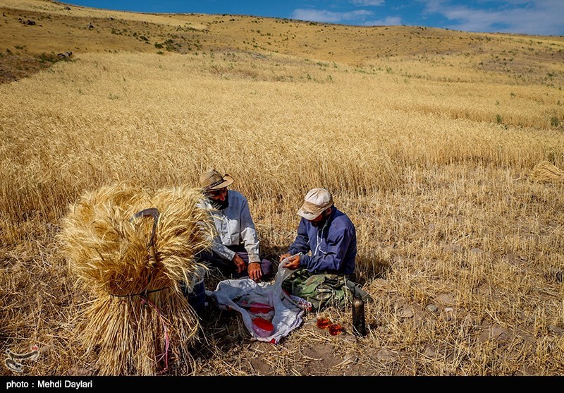 18 هزار تن گندم به صورت تضمینی از کشاورزان خراسان جنوبی خریداری شد
