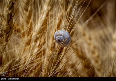 بالصور.. حصاد القمح فی حقول مدینة أهر شمال غرب إیران