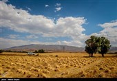 50 درصد گندم 5 استان خریداری شد