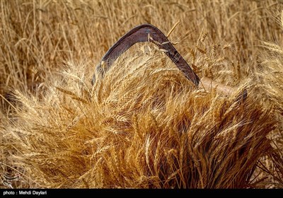 بالصور.. حصاد القمح فی حقول مدینة أهر شمال غرب إیران