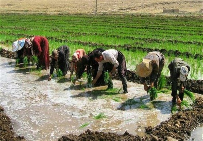 سنگ‌اندازی مافیای واردات برای افزایش کشت برنج در کشور/اقتصاد و معیشت کشاورزان زیادی به علت مصوبه دولت دچار خسارت شد