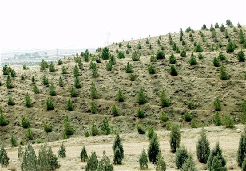 550 هزار هکتار از جنگل‌های کرمان در خطر نابودی قرار دارد