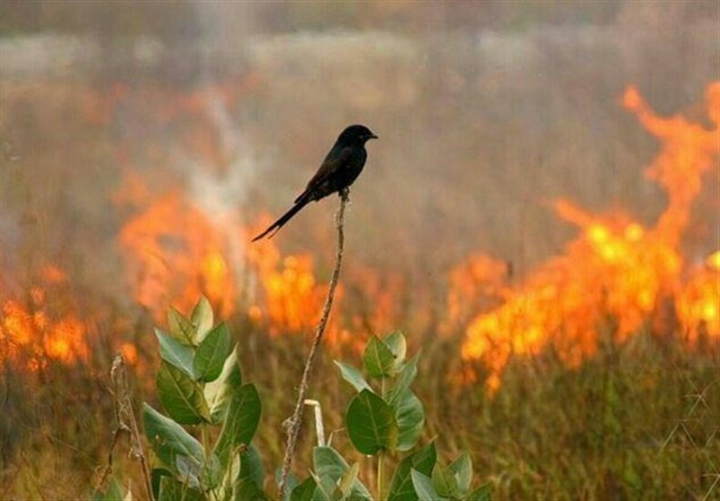 اظهارات مدیرکل حفاظت محیط زیست کردستان درباره آتش‌سوزی شاهو