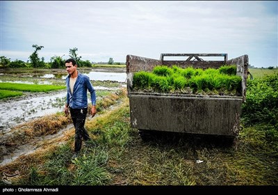 نشا دوم برنج - مازندران