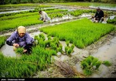 چرا ملت ایران باید اولین مصرف‌کننده «برنج تراریخته» در جهان باشد