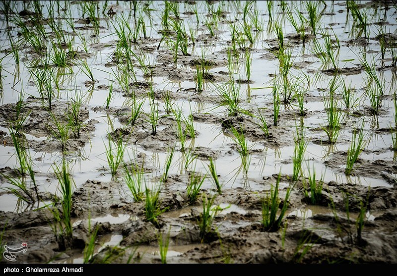 کشت جایگزین برنج برای کشاورزان اصفهان به صرفه نیست