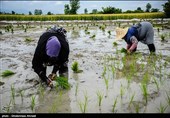 برداشت برنج از 800 هکتار شالیزار خداآفرین آغاز شد
