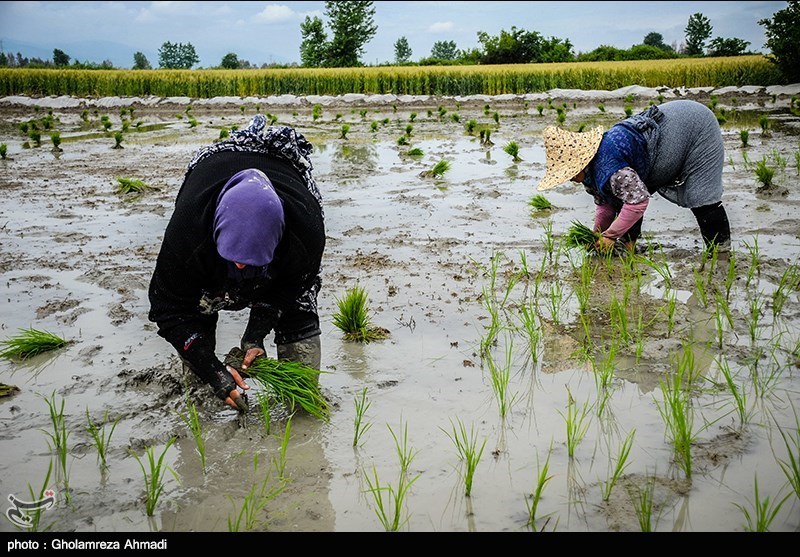 کاشت برنج در کشور به‌جز استان‌های گیلان و مازندران توجیهی ندارد