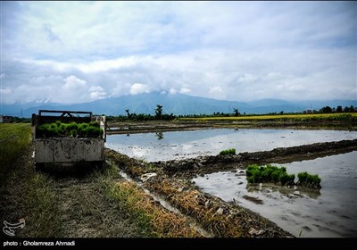 نشا دوم برنج - مازندران