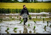 پشت‌پرده تلاش برای کشت &quot;برنج تراریخته&quot; در ایران چیست