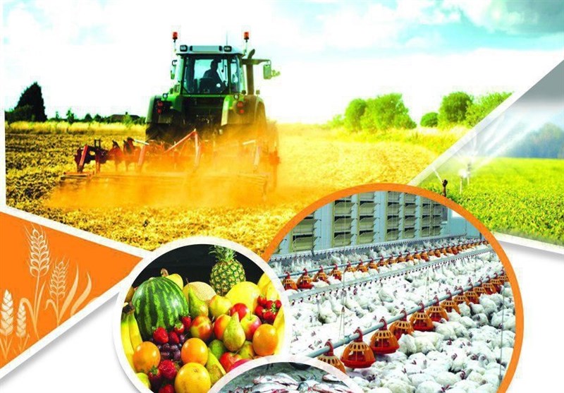 بیش از 300 هزار تن محصولات کشاورزی در شهرستان سلسله تولید می‌شود
