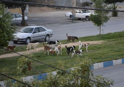 9 مرکز برای نگهداری سگهای ولگرد در استان یزد فعال است