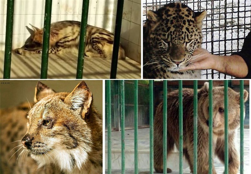 باغ وحش در گواب شهرستان خوسف راه‌اندازی می‌شود