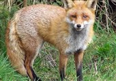 نجات 2 قلاده روباه از استخر کشاورزی در تاکستان