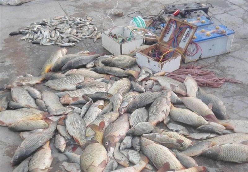 خوزستان| صیادان غیرمجاز ماهی در پارک ملی کرخه شهرستان شوش دستگیر شدند