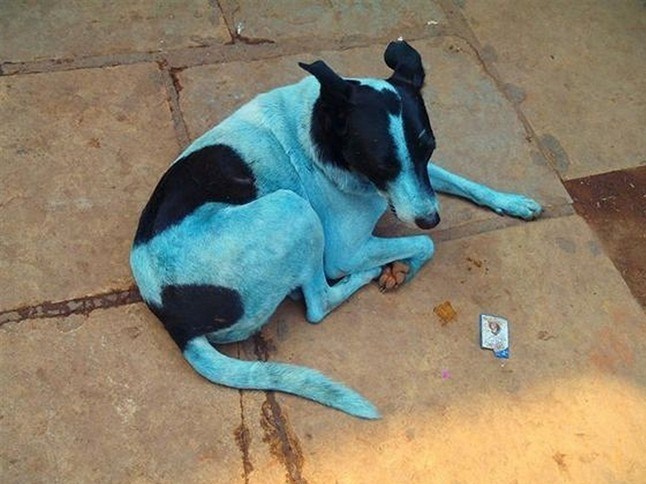 راز آبی شدن سگ‌های بمبئی+فیلم و عکس