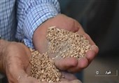 اختلاط گندم