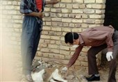 گلستان| وجود سگ‌های ولگرد یکی از چالش‌های جدی حوزه بهداشت و درمان در گنبدکاووس است