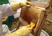 سالانه بیش از 105 تن عسل در مریوان تولید مى‌شود‌+تصاویر