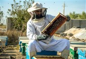 5 میلیارد تومان تسهیلات برای تجهیز و نوسازی زنبورستان‌های همدان ارائه می‌شود