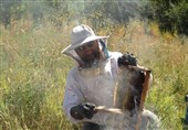 سیر تا پیاز تولید عسل/با زنبورداری میلیونر شوید