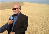 40 هزار تن گندم و 4500 تن کلزا در آذربایجان شرقی خرید تضمینی شد