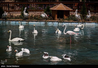 بازدید شهردار تهران از فاز دوم پاغ پرندگان تهران