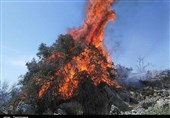 آتش به جان جنگل‌های گچساران افتاد/ «باد» اجازه مهار حریق مراتع خامی را نمی‌دهد
