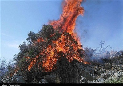  آتش به جان جنگل‌های گچساران افتاد/ «باد» اجازه مهار حریق مراتع خامی را نمی‌دهد 
