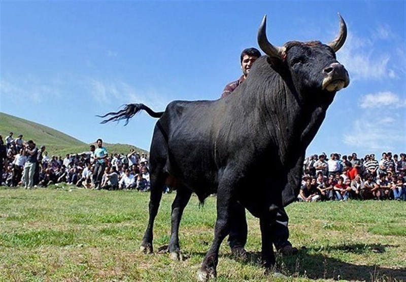 نخستین جشنواره گاو بومی در استان گیلان برگزار می‌شود