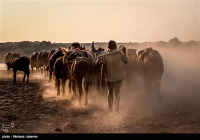 تابستانه های گاومیش آباد