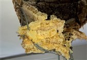 کشف کندوی عظیم عسل در سقف یک خانه+عکس
