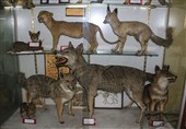بازدید از موزه تاریخ طبیعی محیط زیست استان لرستان رایگان می‌شود