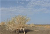 کاهش تخریب پوشش گیاهی در دستور کار منابع طبیعی استان سمنان قرار دارد