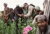 تولید مواد مخدر توسط طالبان در حال مهار بود اما با حضور آمریکا افزایش یافت