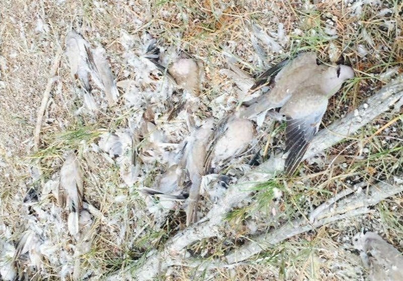 مردم از شکار وحوش سرمازده در مناطق مسکونی مازندران خودداری کنند