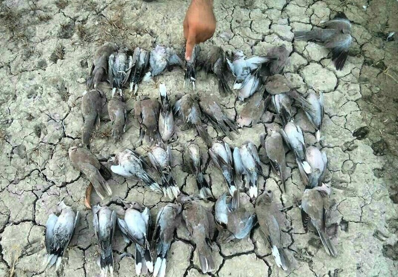 وقوع پدیده‌ای نادر در شهرستان کنارک؛ جزئیات مرگ دسته‌جمعی پرندگان &quot;یاکریم&quot;+ تصاویر