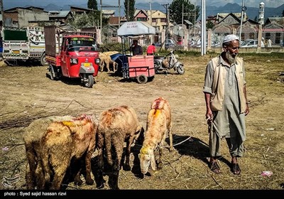 بازار عید قربان در کشمیر